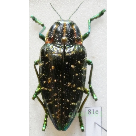 Polybothris sumptuosa sumptuosa Klug, 1833 33mm Madagascar81e